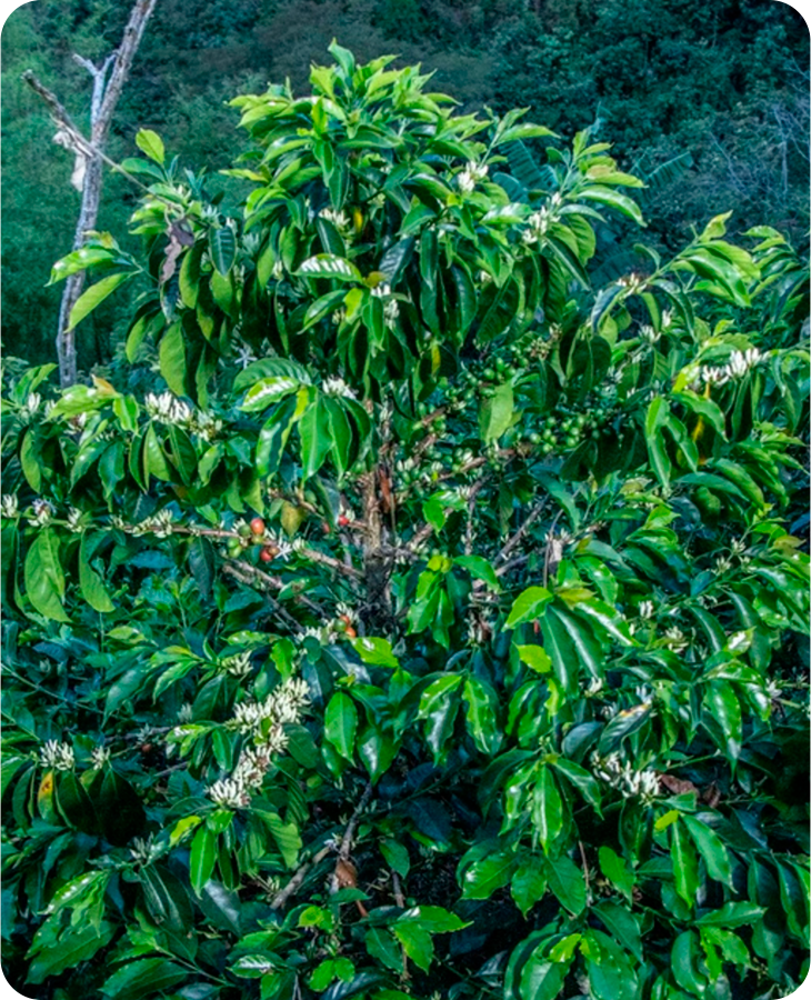 Geisha Washed - Imagen 2