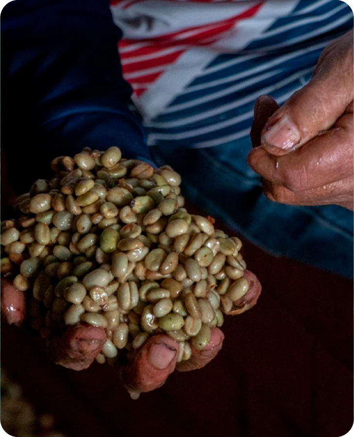 Geisha Washed - Imagen 3