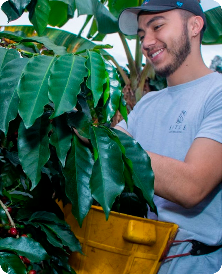 Geisha Washed - Imagen 4