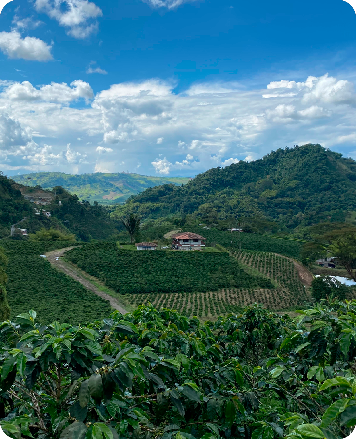 Pink Bourbon - Imagen 3