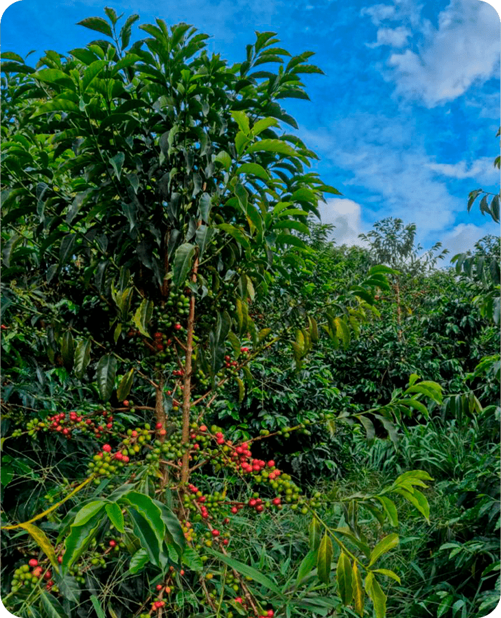 Bourbon.Ají - Imagen 4