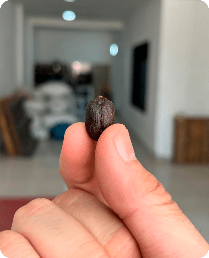 Bourbon.Ají - Imagen 5