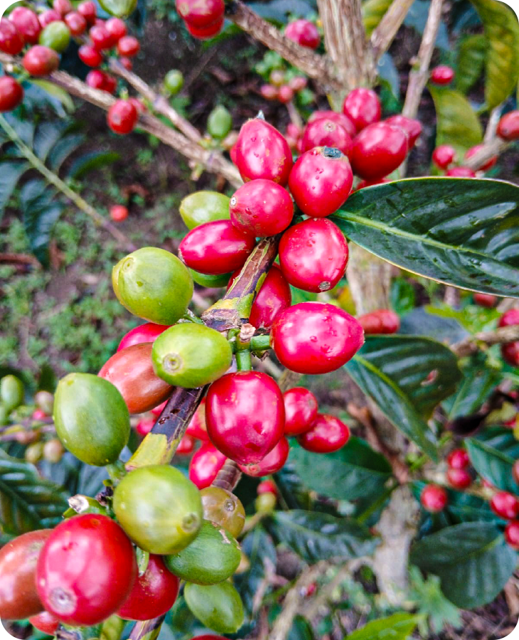 Bourbon Papayo - Imagen 2