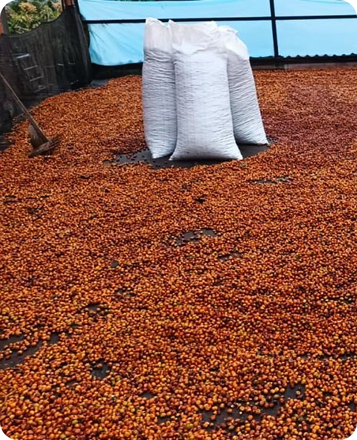 Bourbon Papayo - Imagen 3