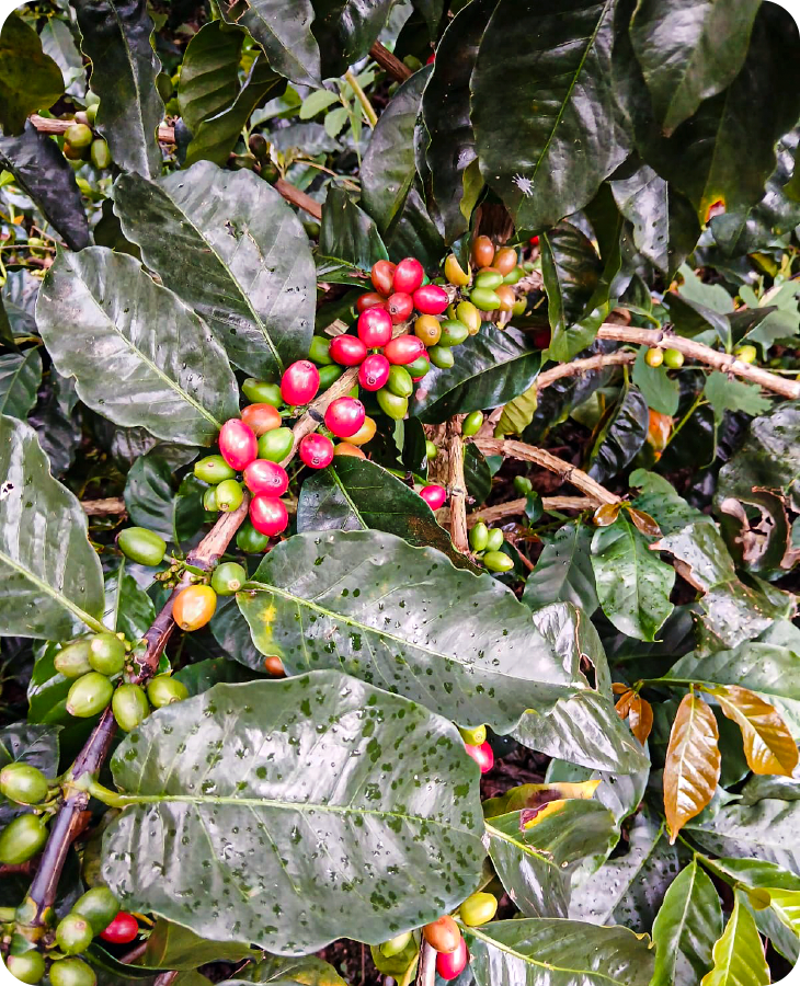 Bourbon Papayo - Imagen 4