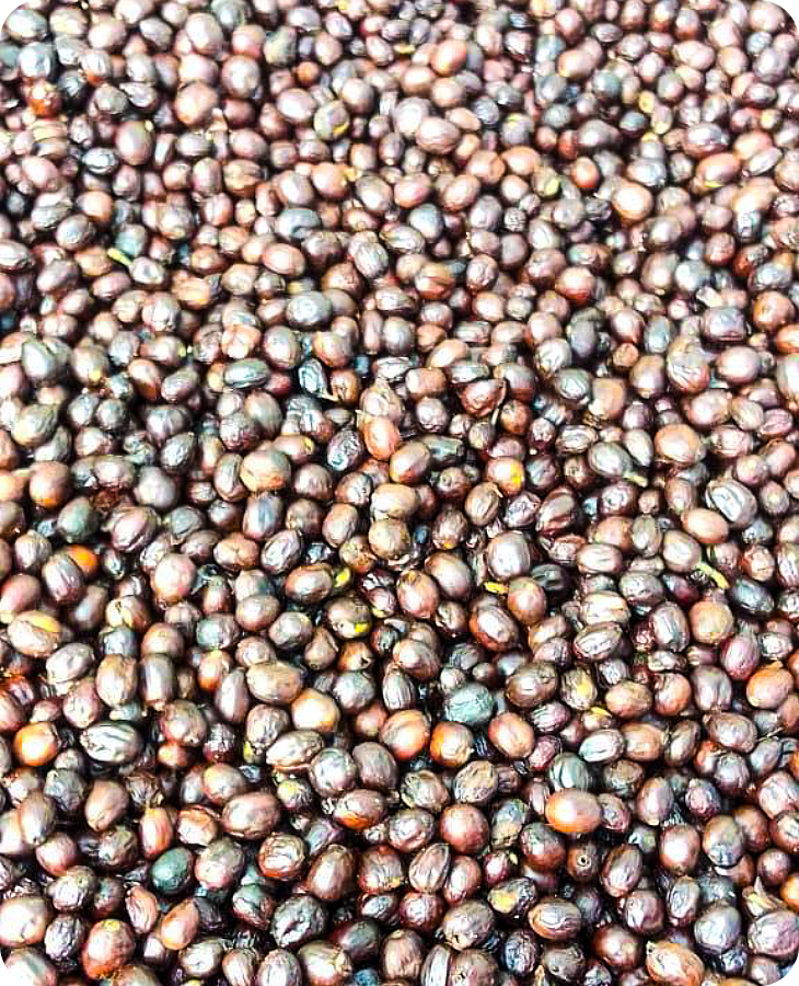 Bourbon Papayo - Imagen 5