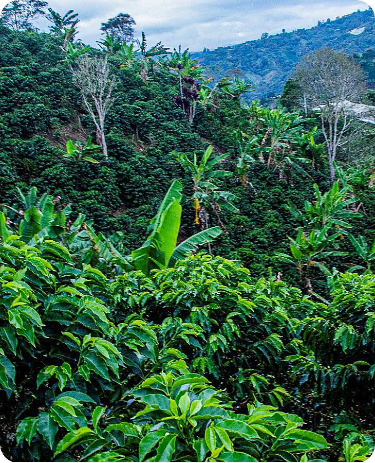 Bourbon Sidra - Imagen 3