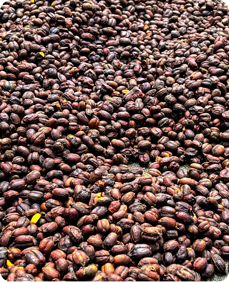 Bourbon Sidra - Imagen 4