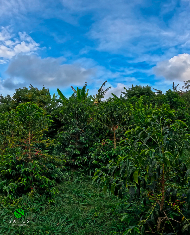 Aji Washed - Imagen 6